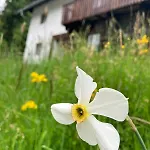 Nockstern Hütte