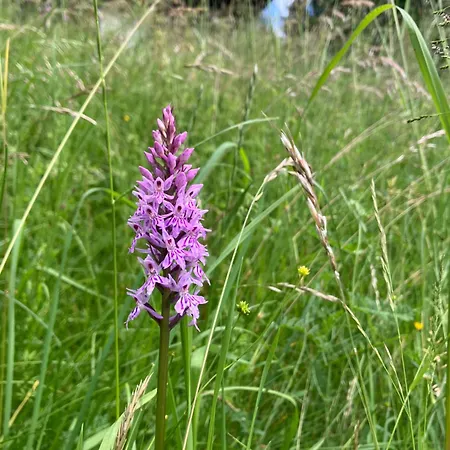 Nockstern Hütte * Ebene Reichenau
