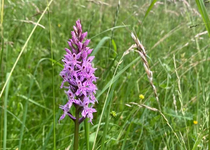 Nockstern Huette * Ebene Reichenau