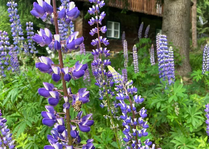 Nockstern Huette Ebene Reichenau